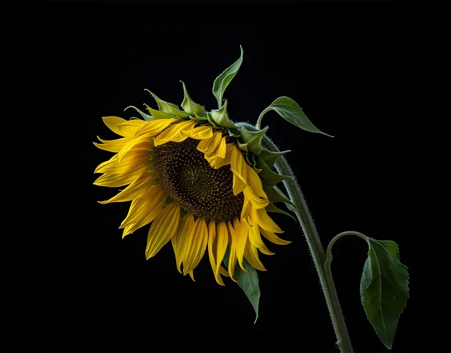 girasole